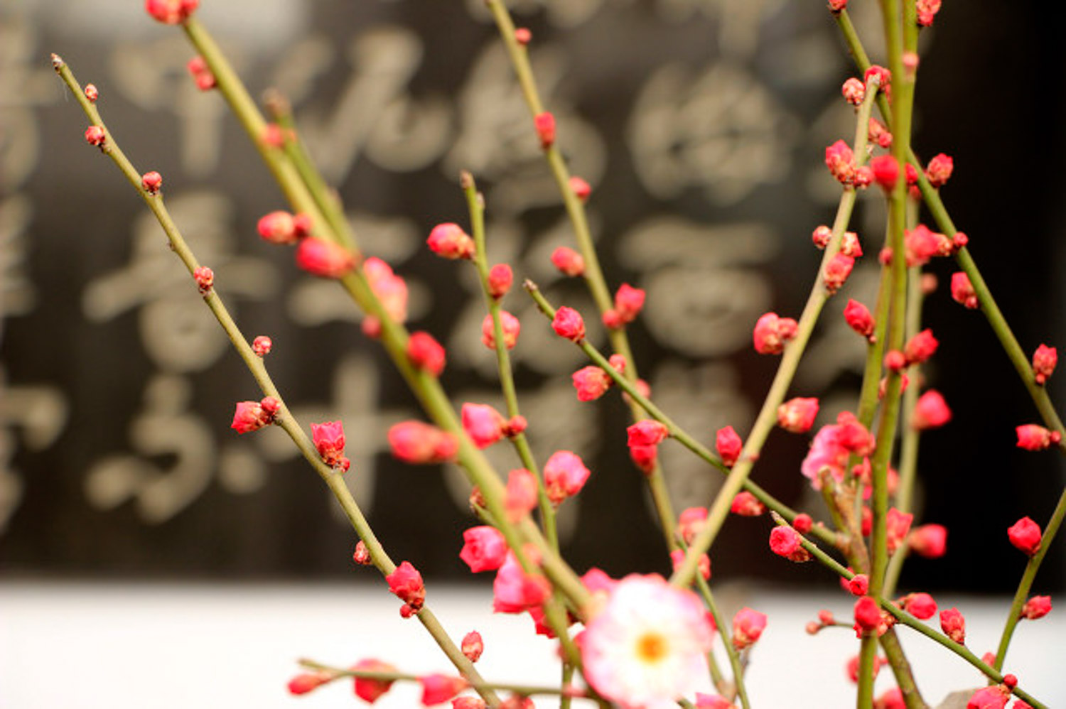 Plum blossom