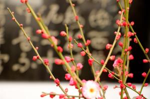 How to maintain plum blossoms before winter