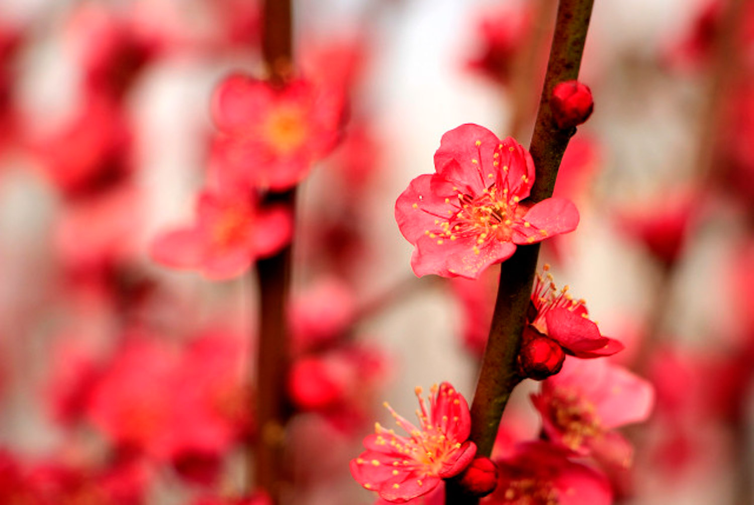 Plum blossom