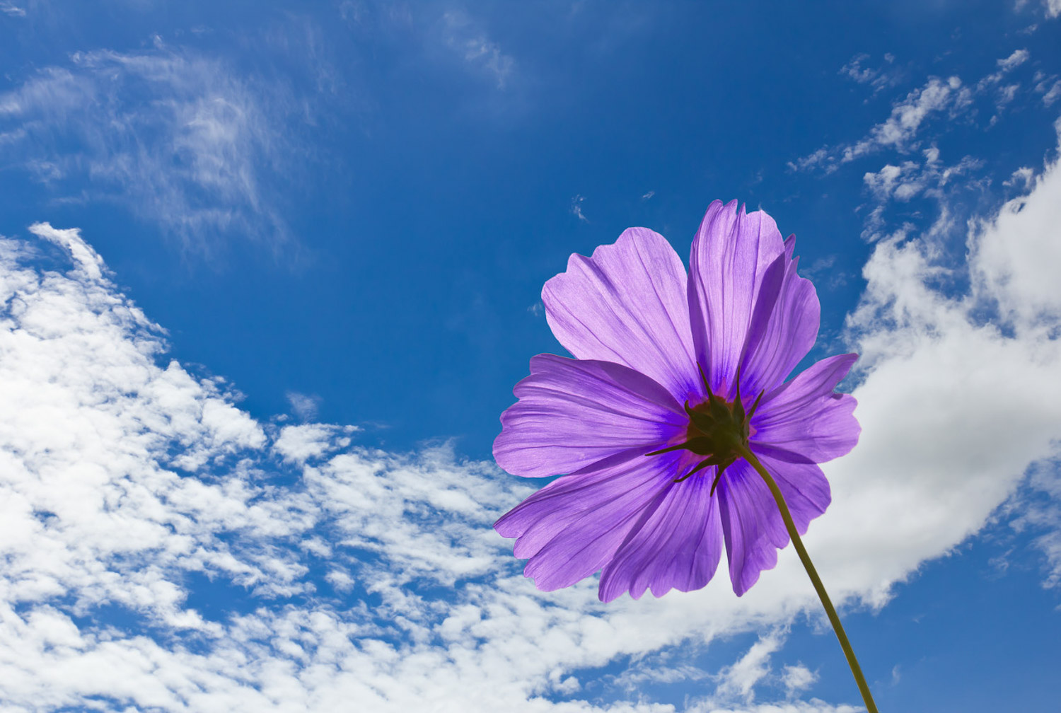 galsang flower