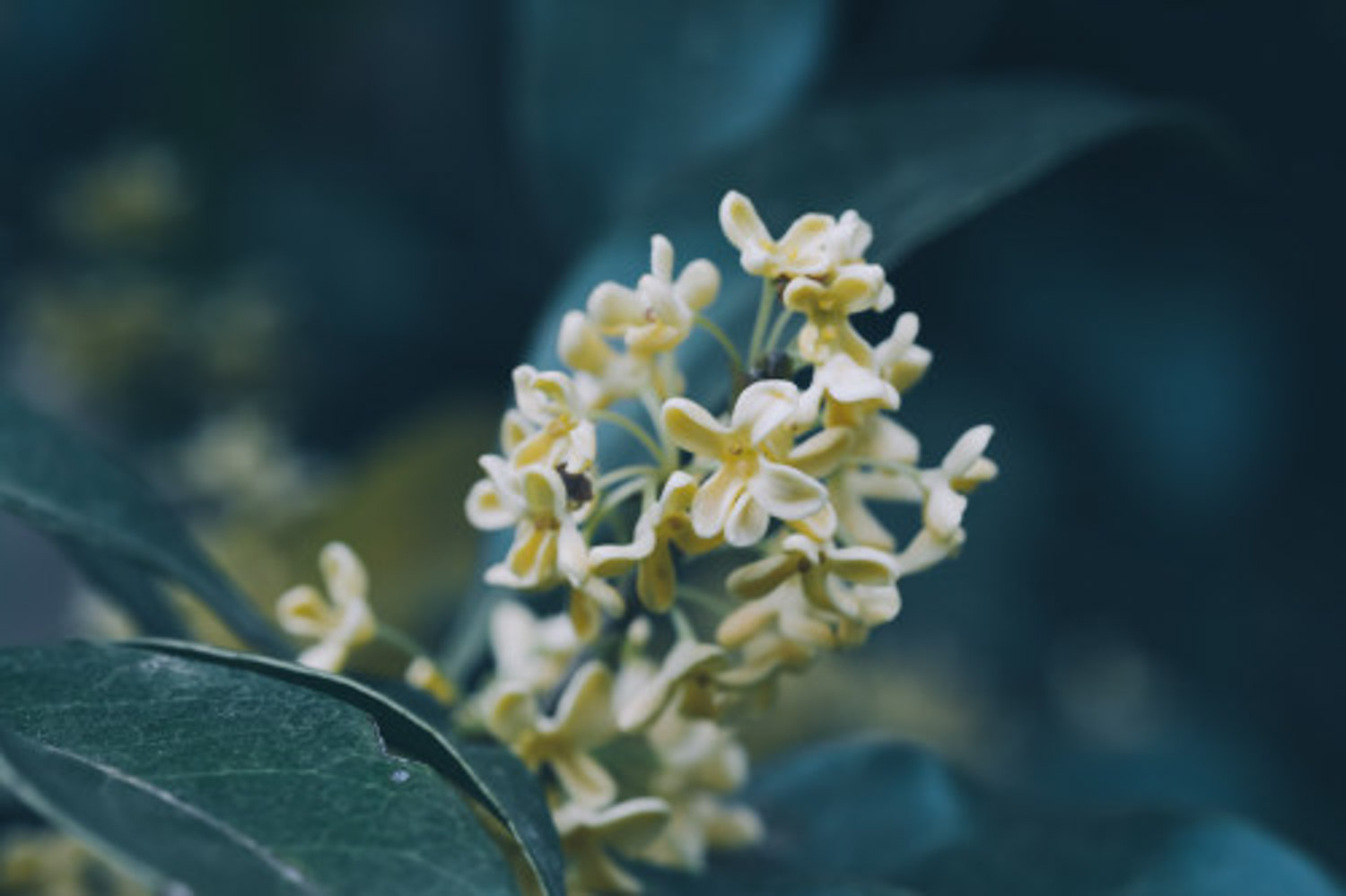 sweet-scented osmanthus