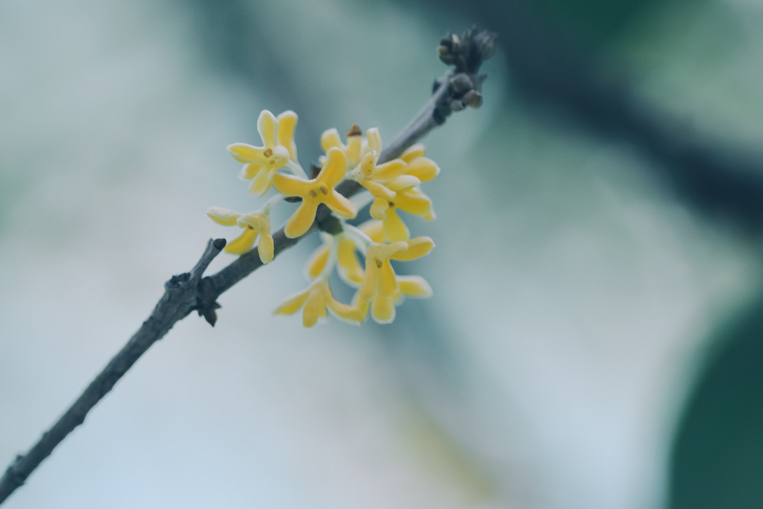 sweet-scented osmanthus