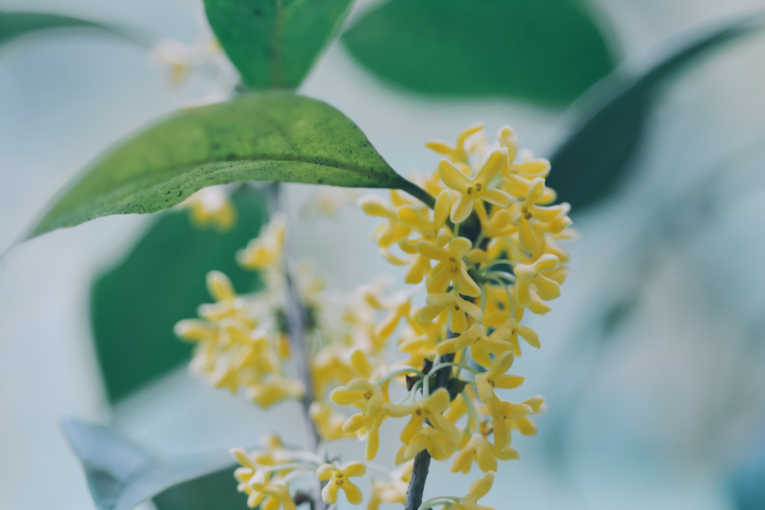 sweet-scented osmanthus