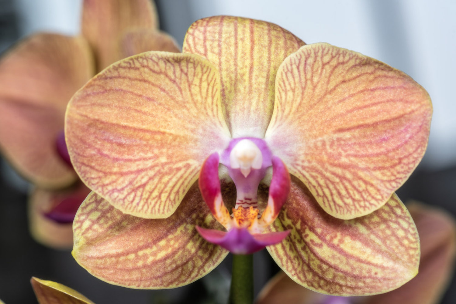 moth orchid