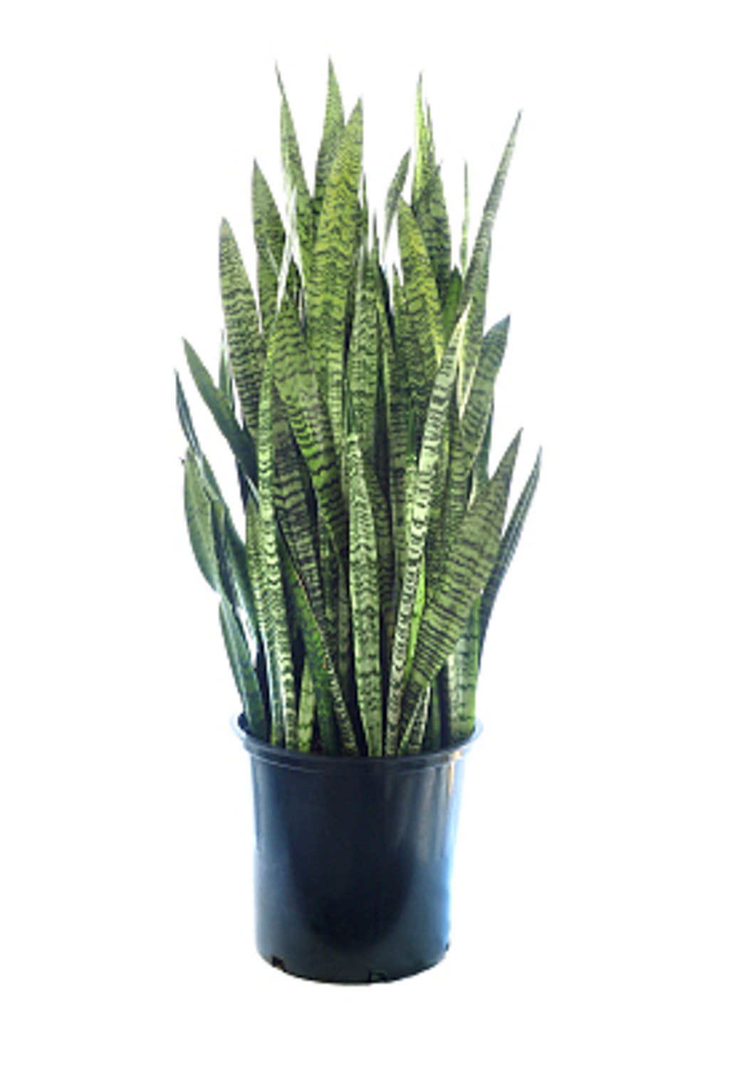 Sansevieria trifasciata