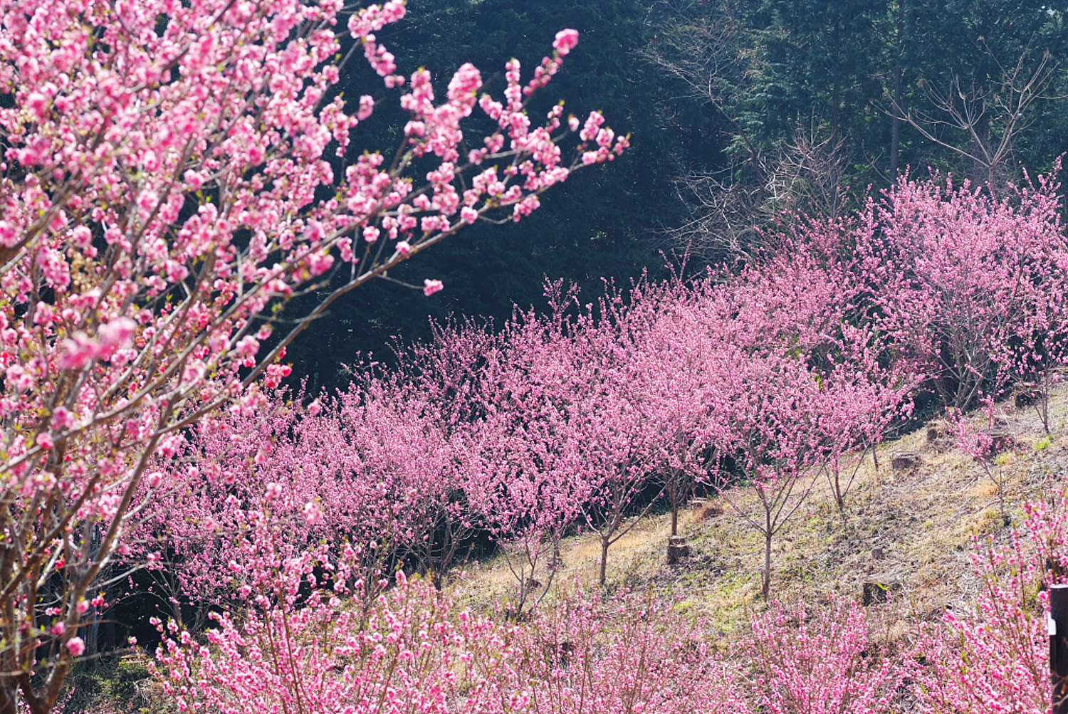 Peach blossom