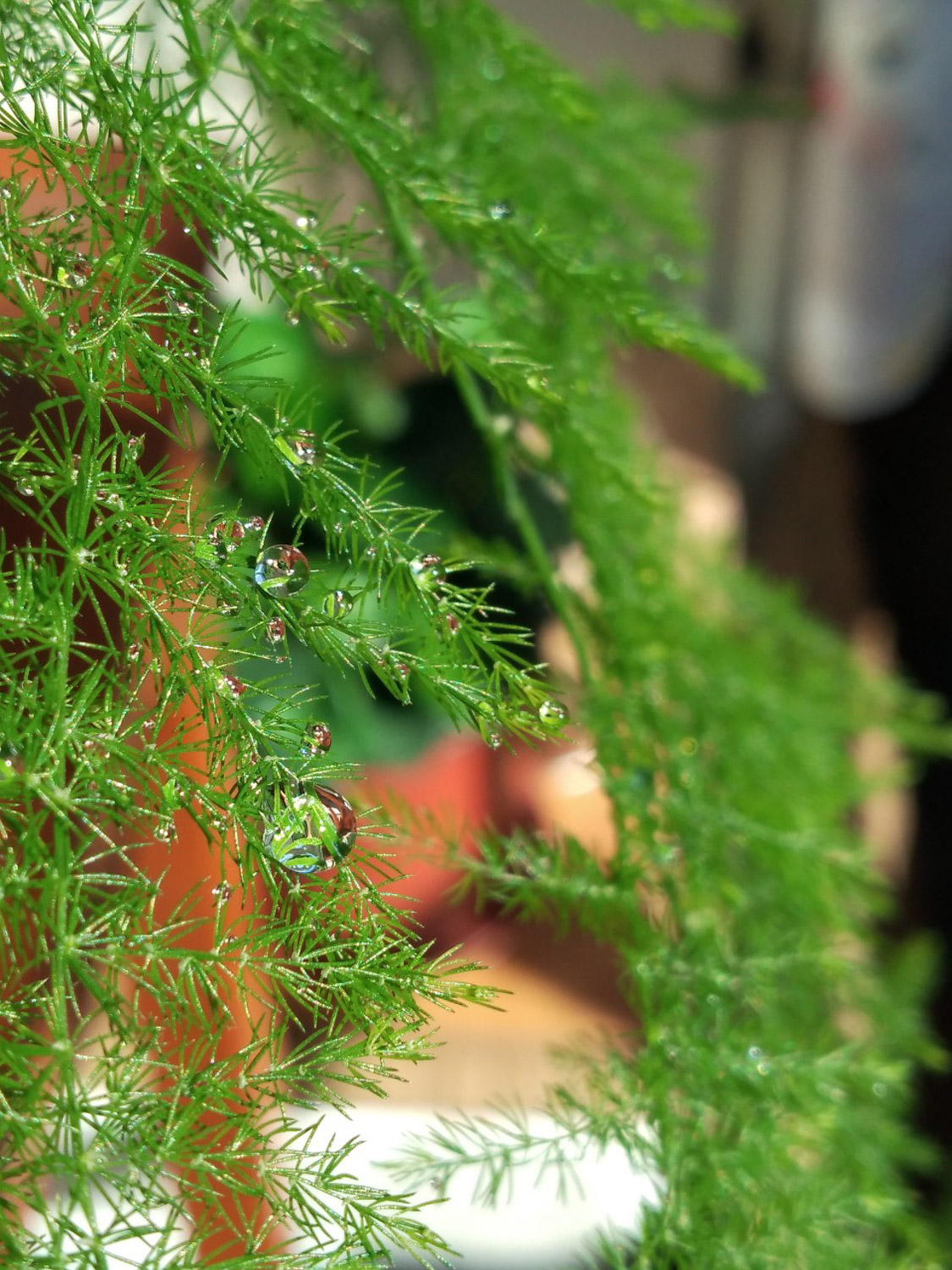 asparagus fern