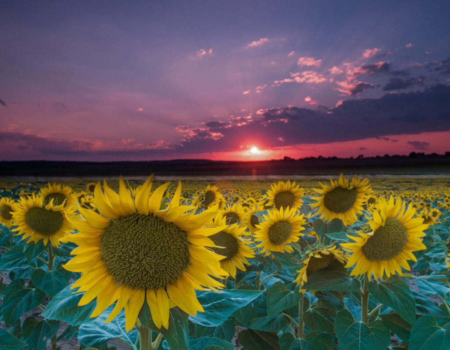 Sunflower