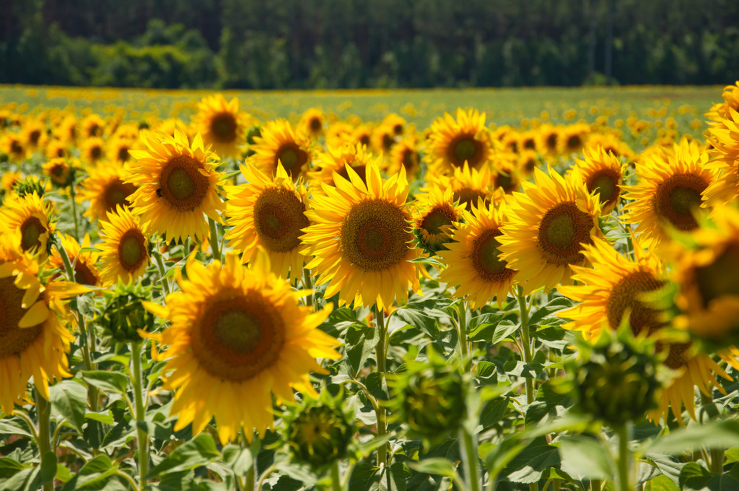 Sunflower