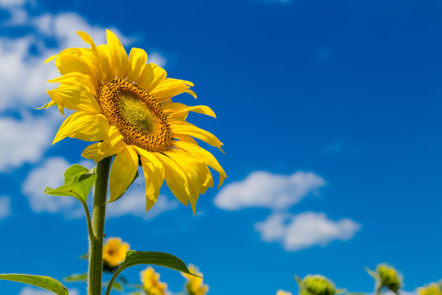 Sunflower