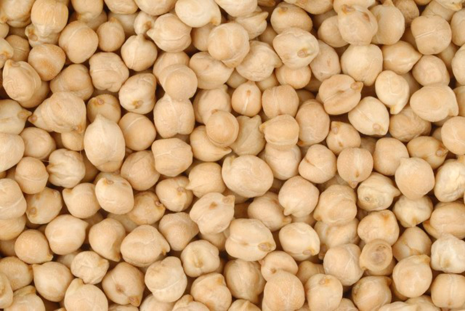 Chickpea