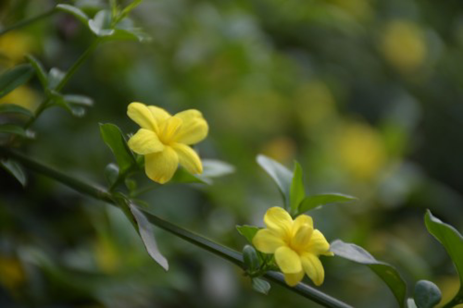 winter jasmine