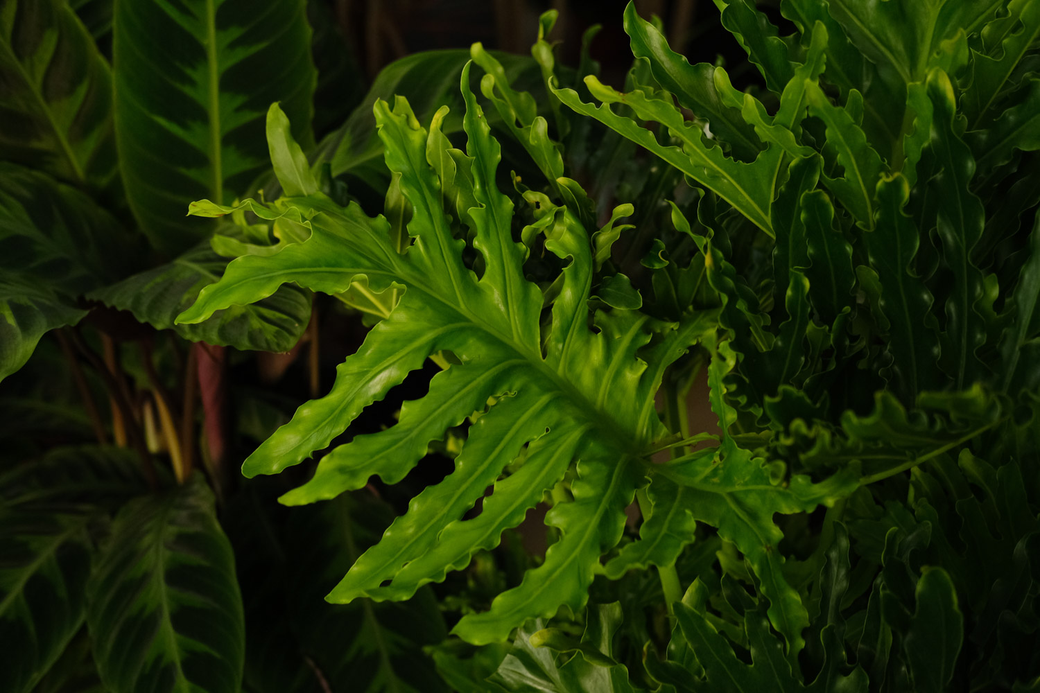 Philodendron selloum