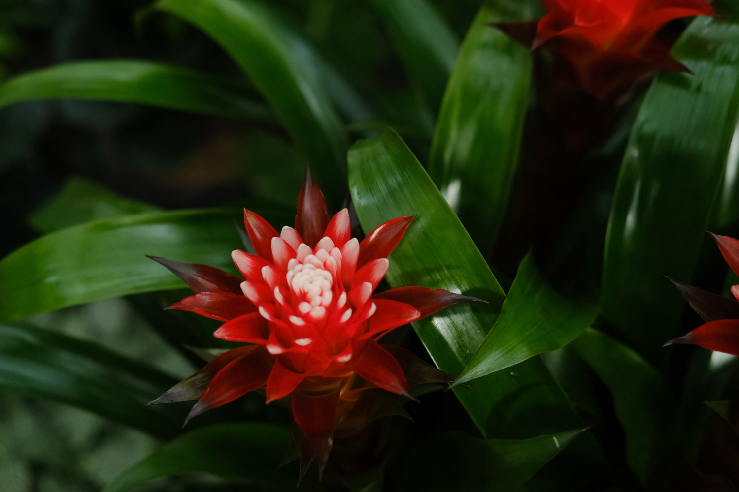 Ornamental pineapple