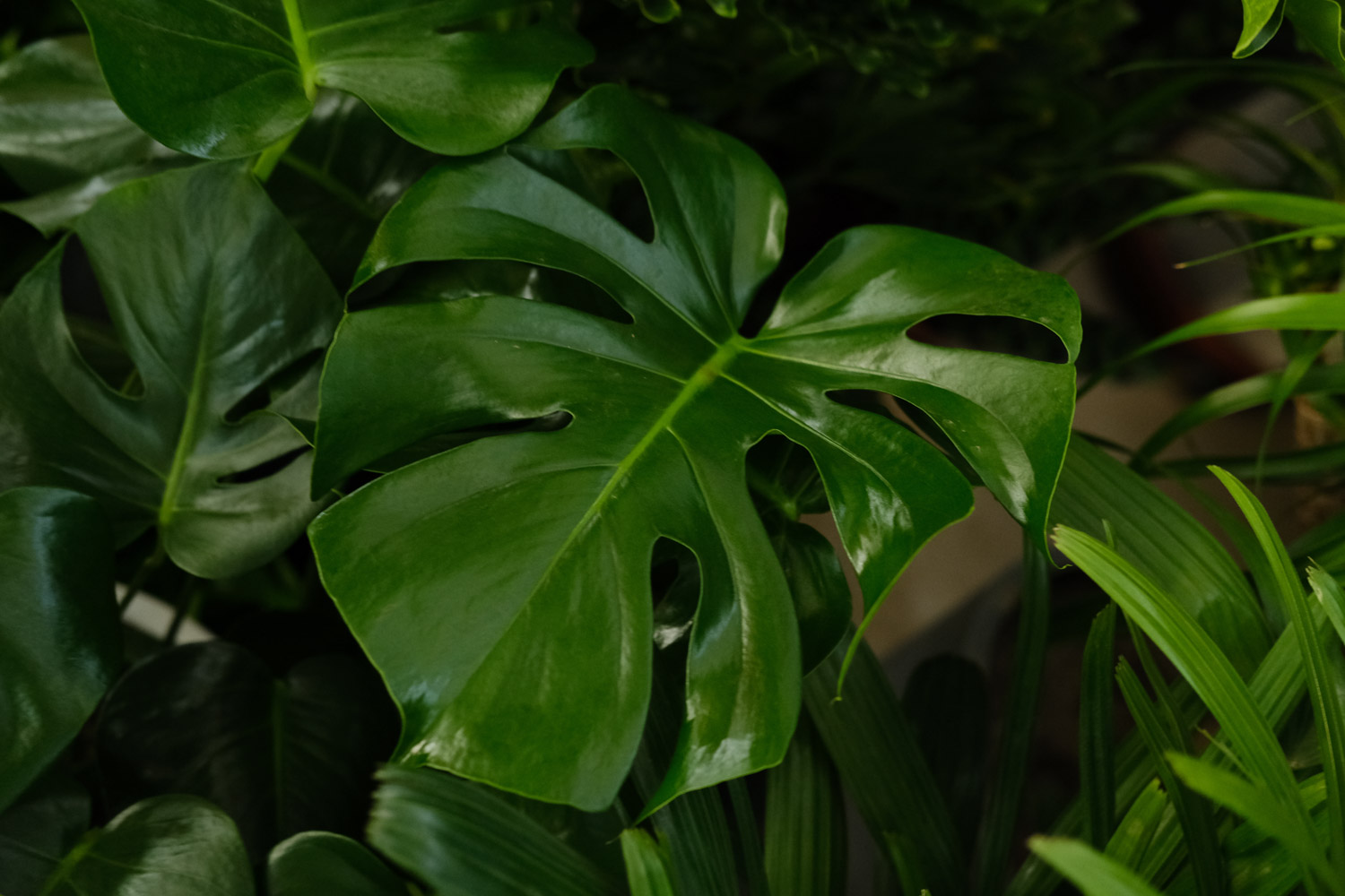 Phyllostachys pubescens