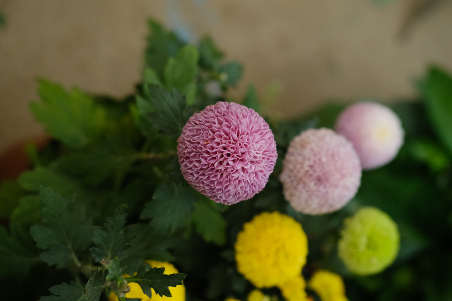 Ping Pong Chrysanthemum