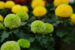 How to raise table tennis Chrysanthemum