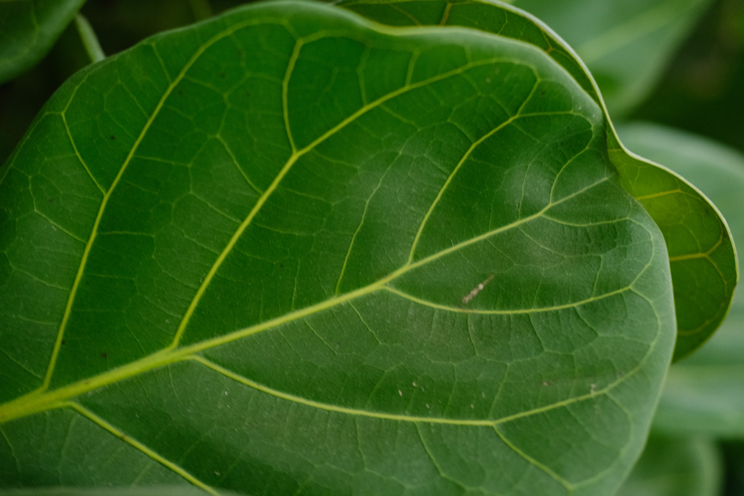 Banyan leaf