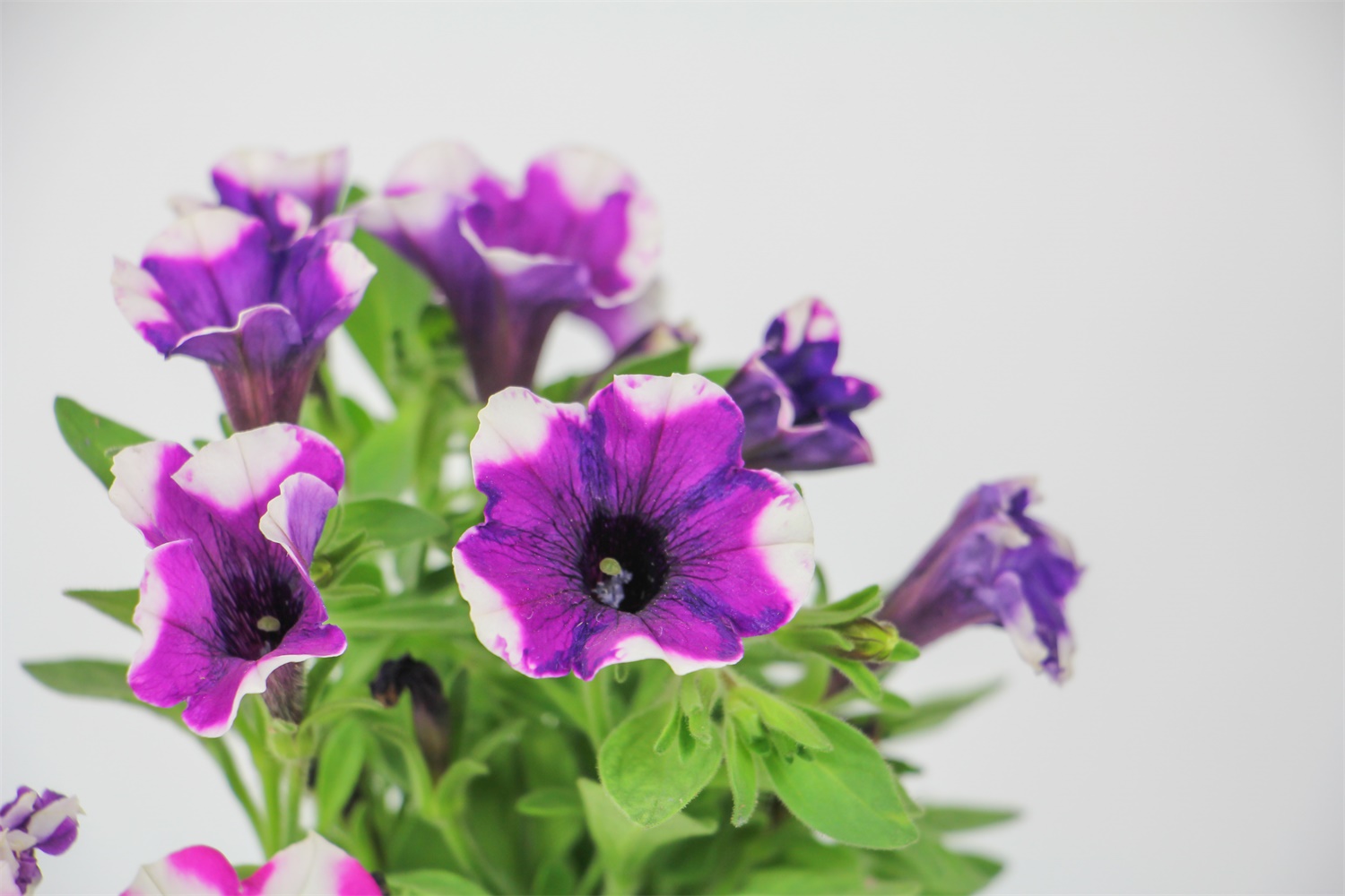 Petunia hybrida