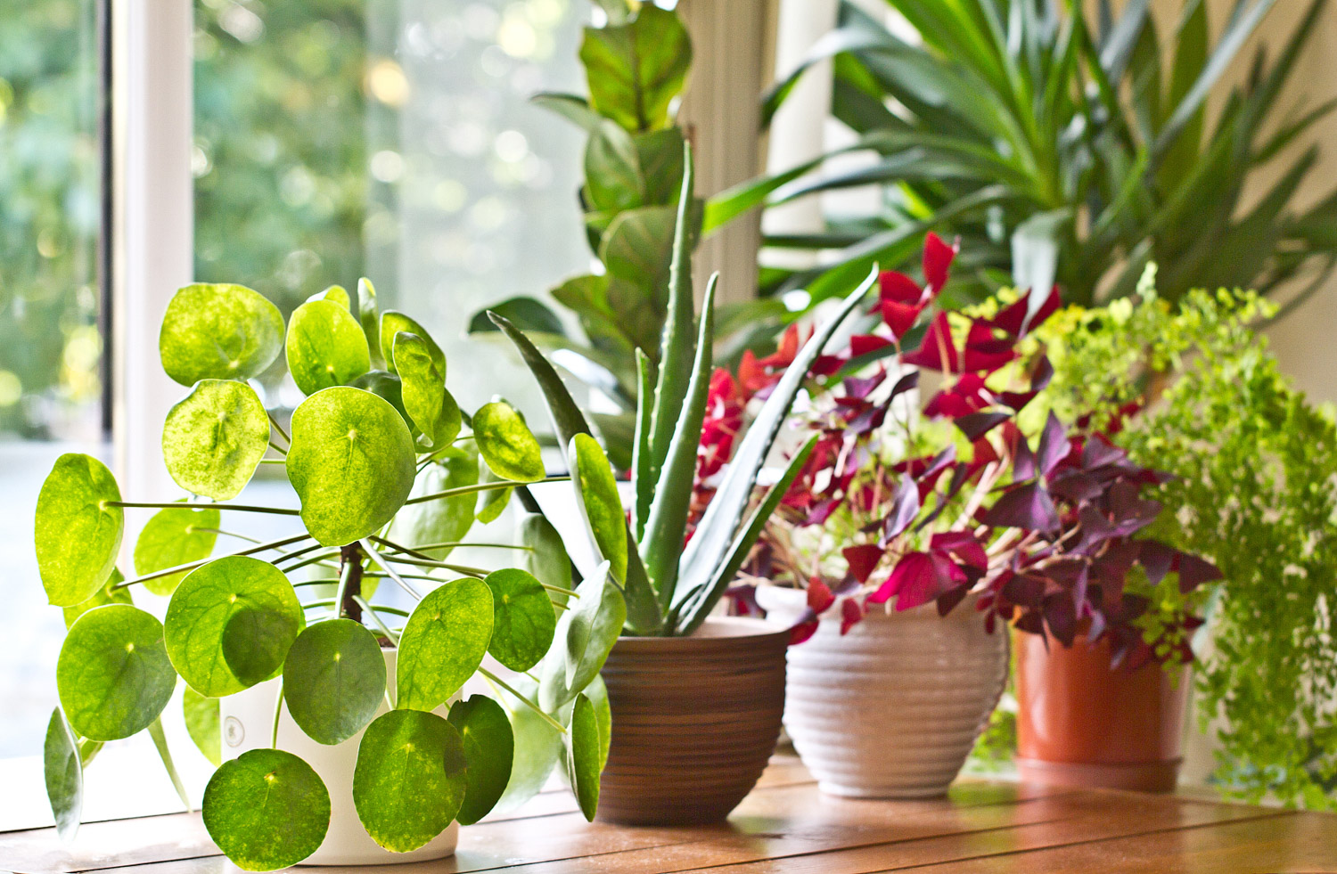 flowers and plants