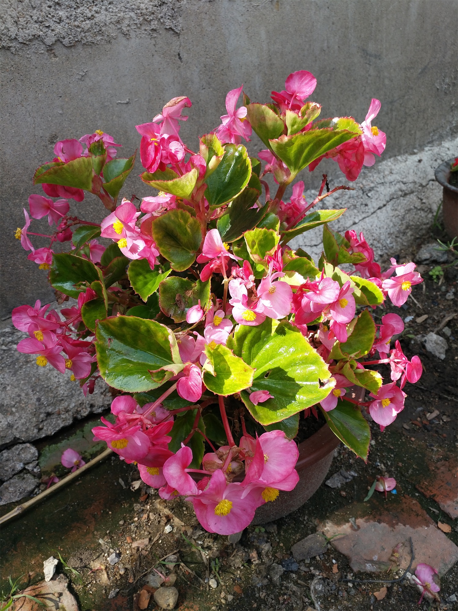 Begonia semperflorens