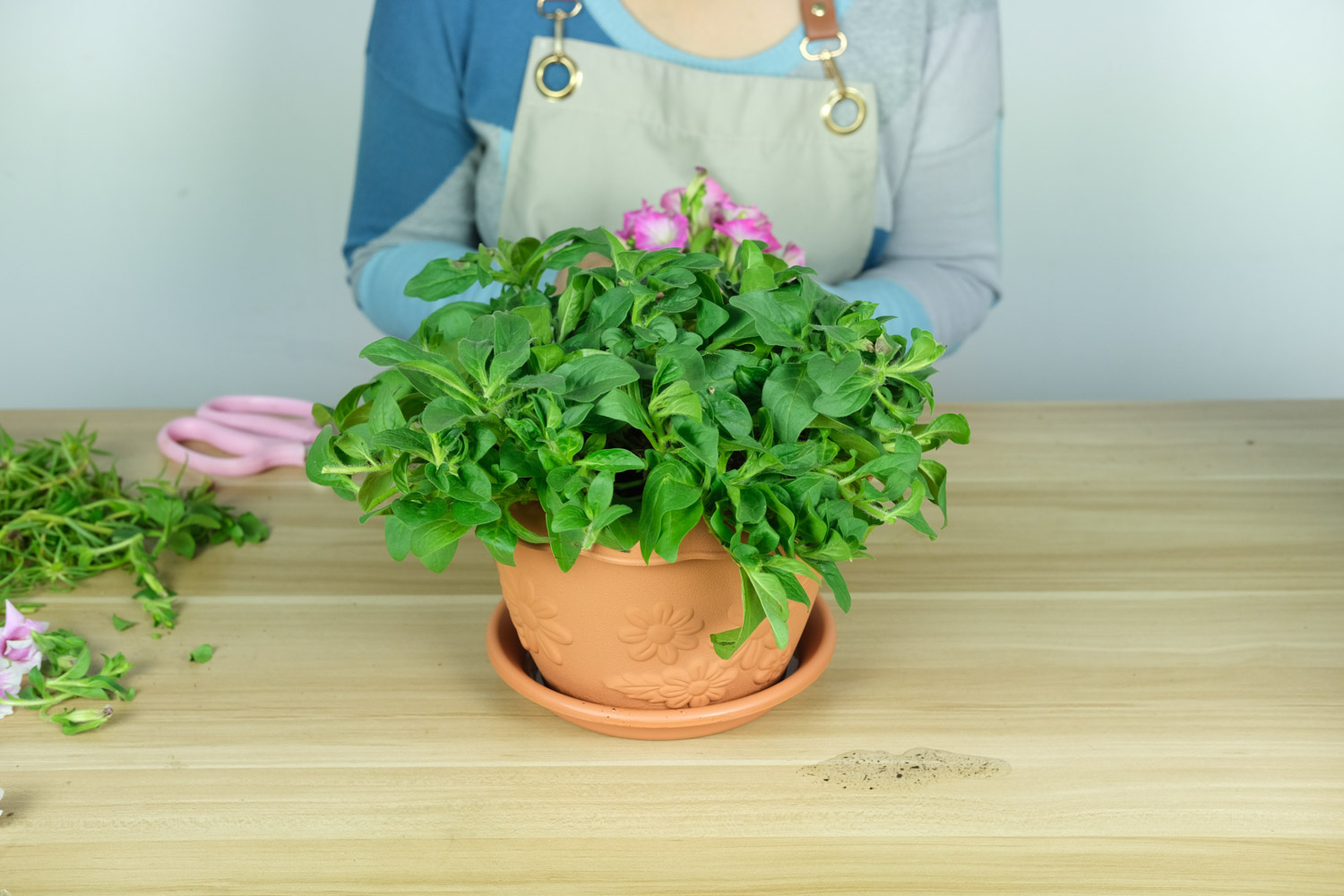 Petunia hybrida