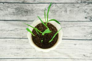 How to water the fragrant snow orchid