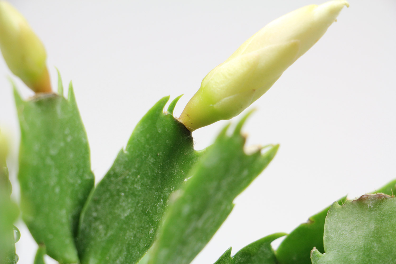 crab cactus