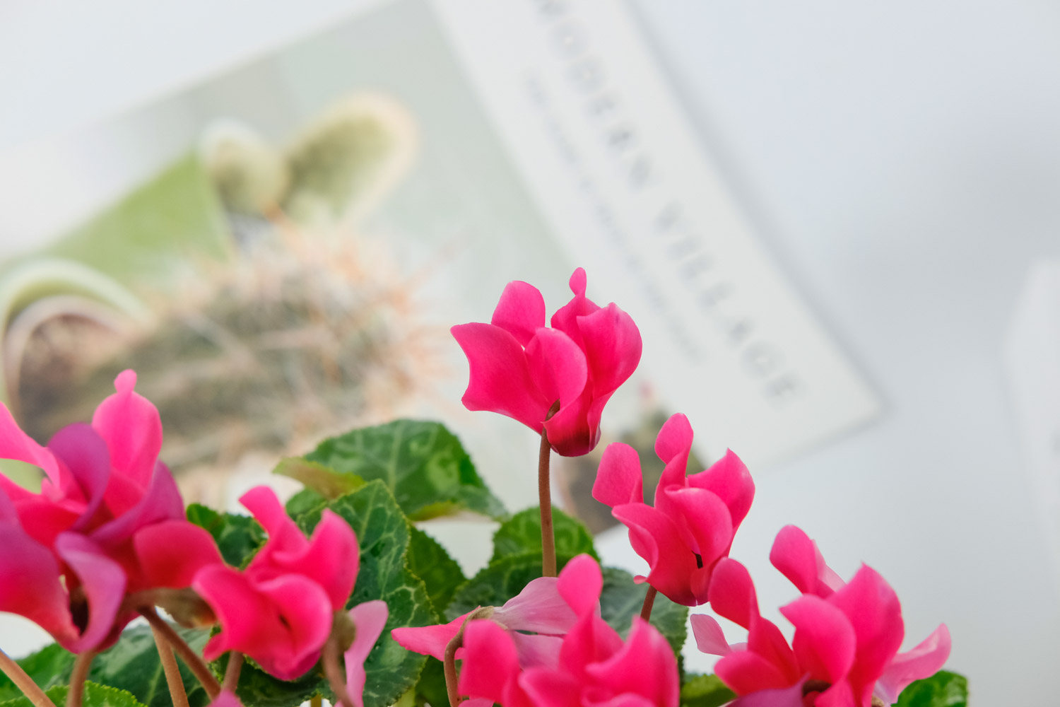 Cyclamen