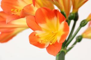 how often water rose plants in flower pots