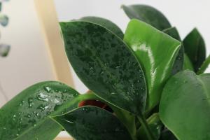 is treated water good for indoor plants
