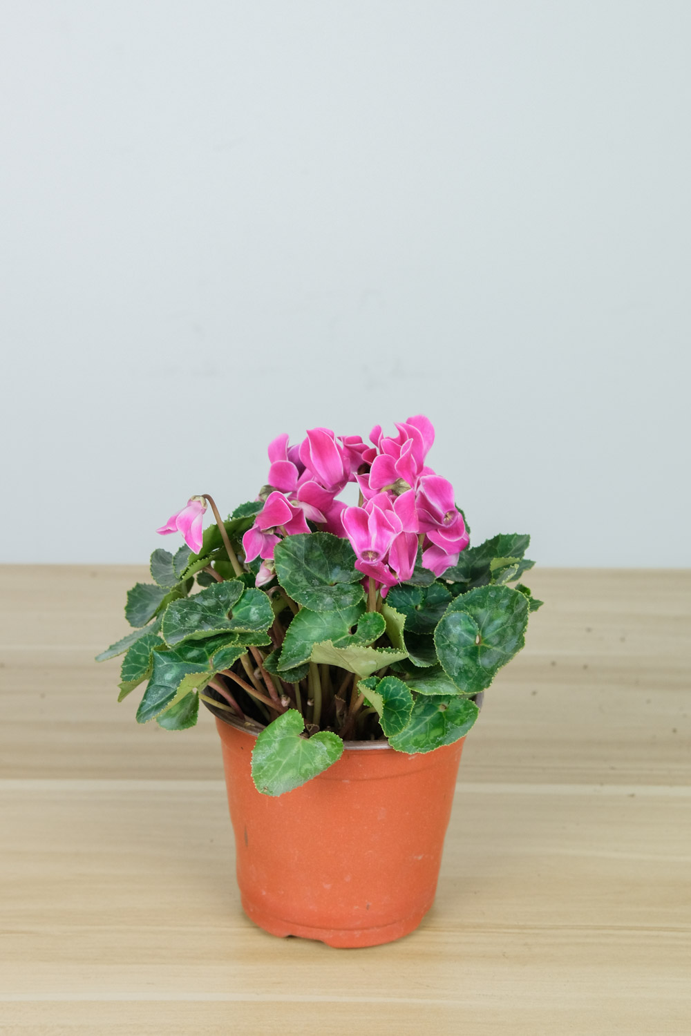 Cyclamen