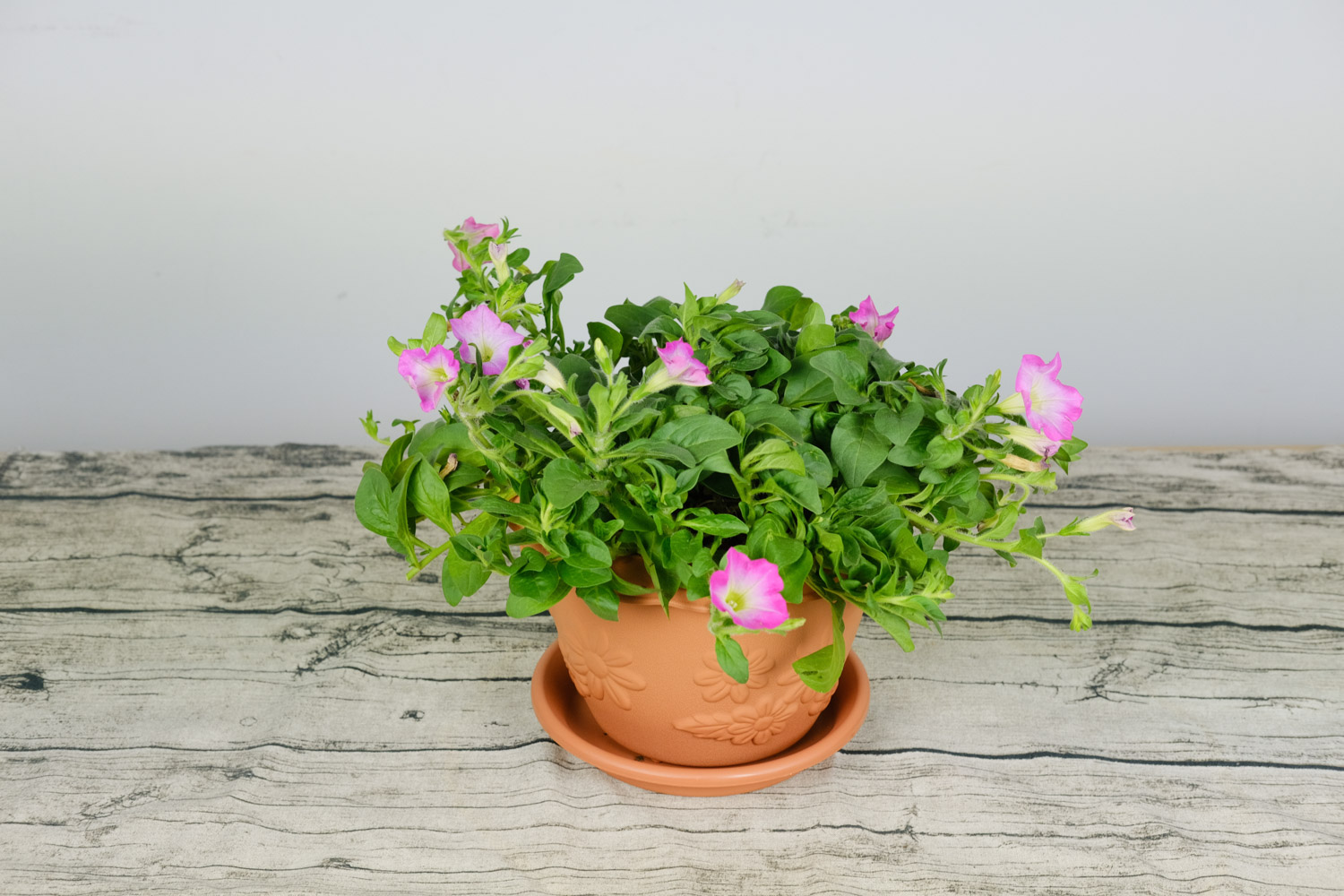 Petunia hybrida