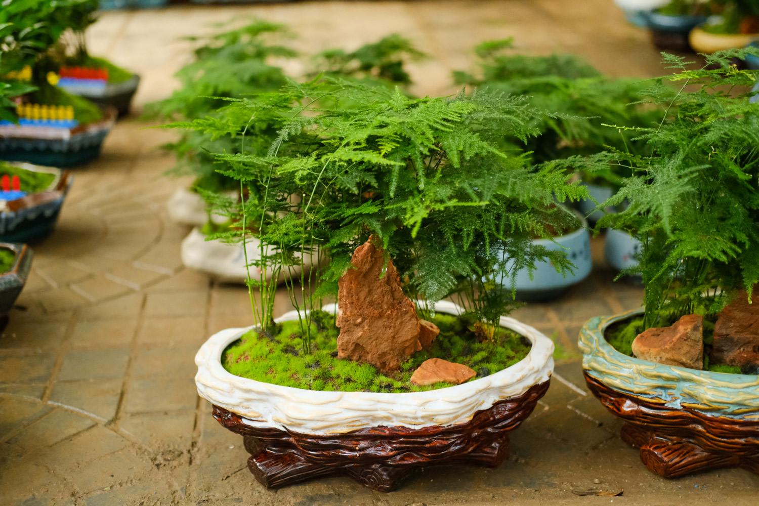 asparagus fern