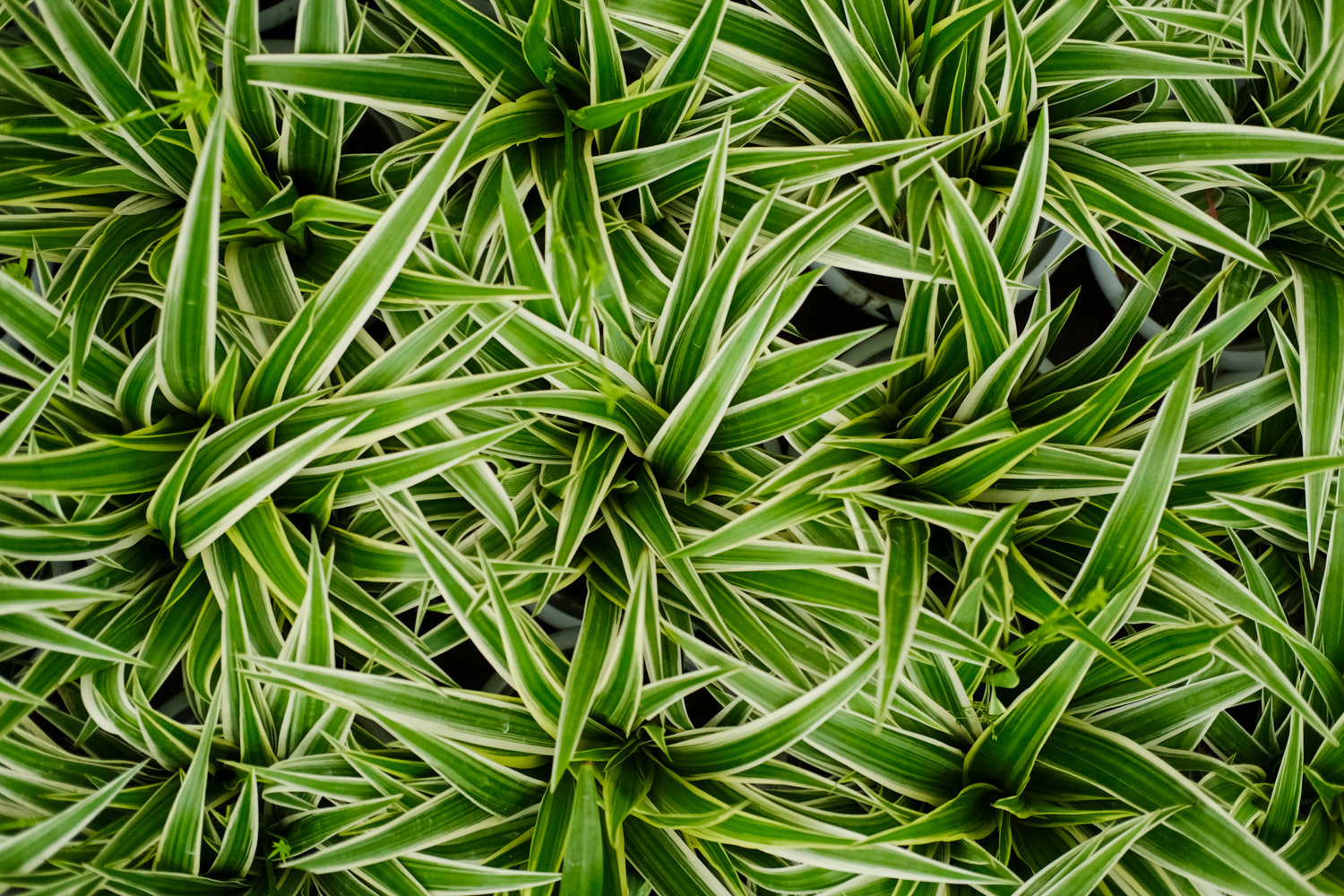 Silver edged Chlorophytum