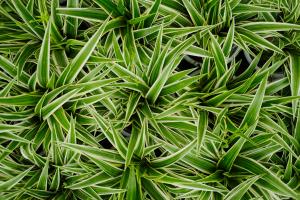 Cultivation methods and precautions of Chlorophytum sibiricum