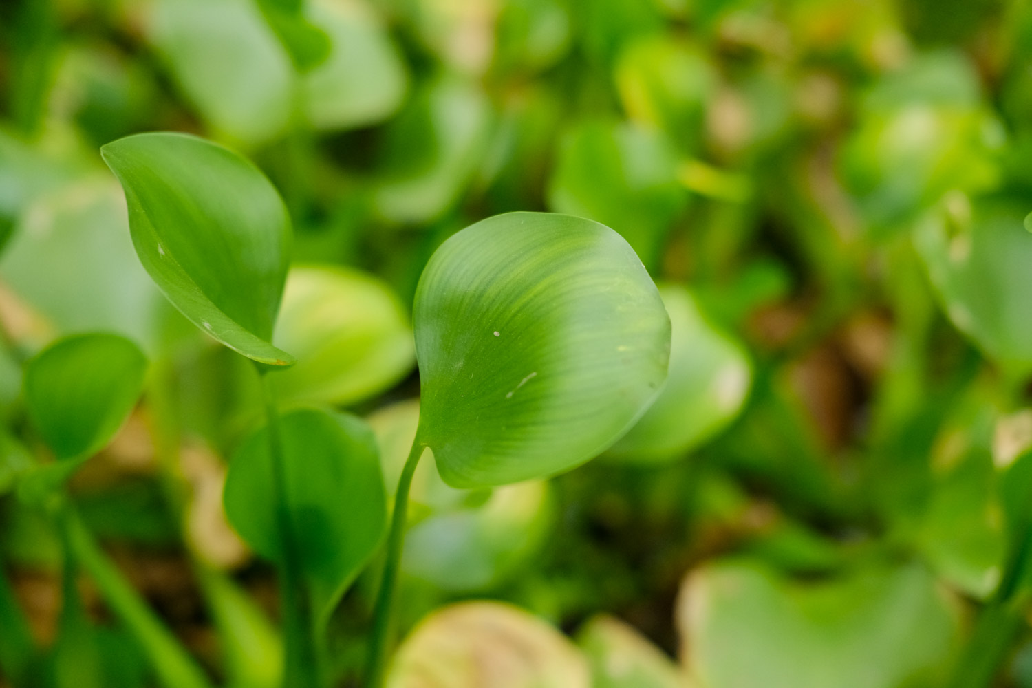 water hyacinth