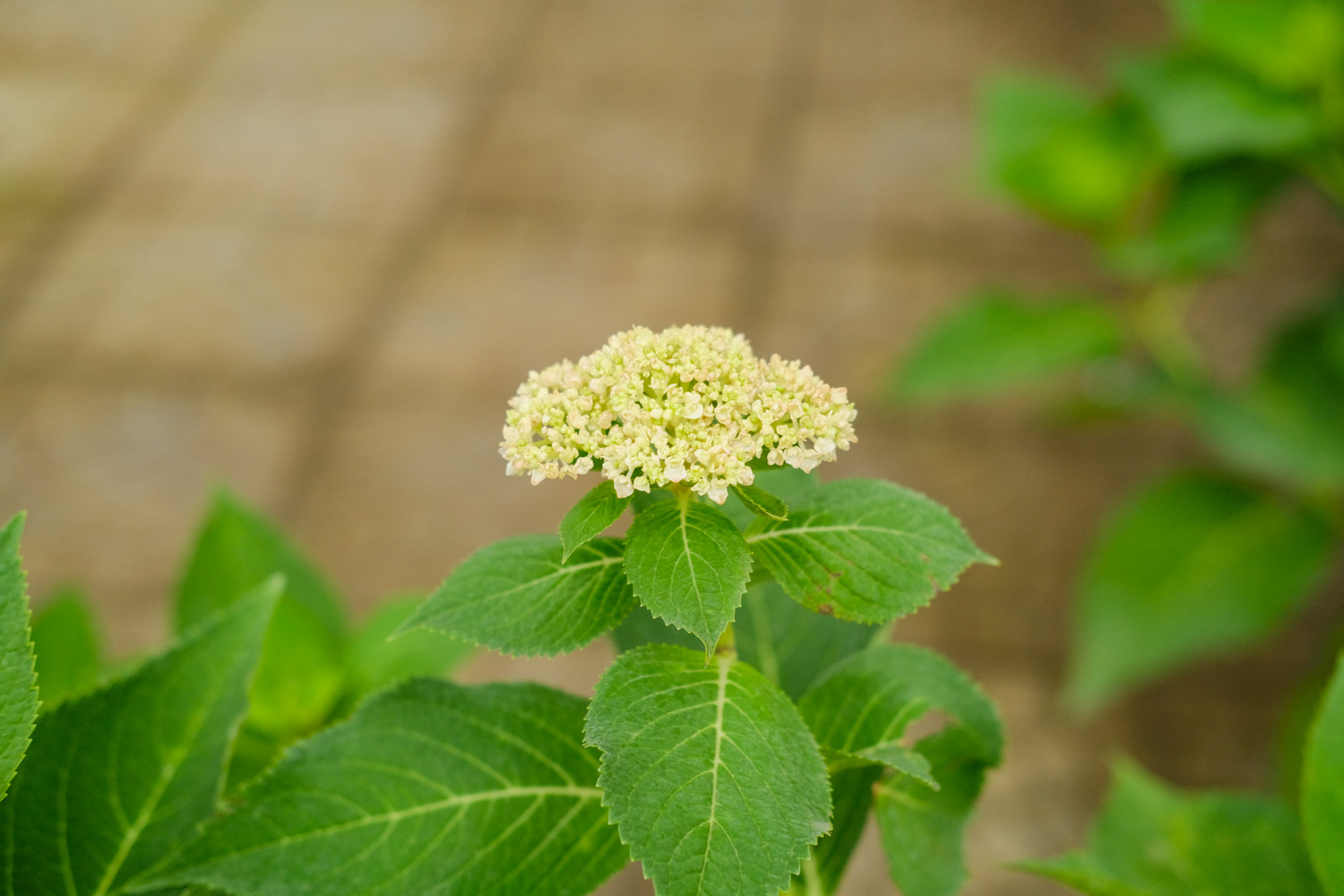 hydrangea