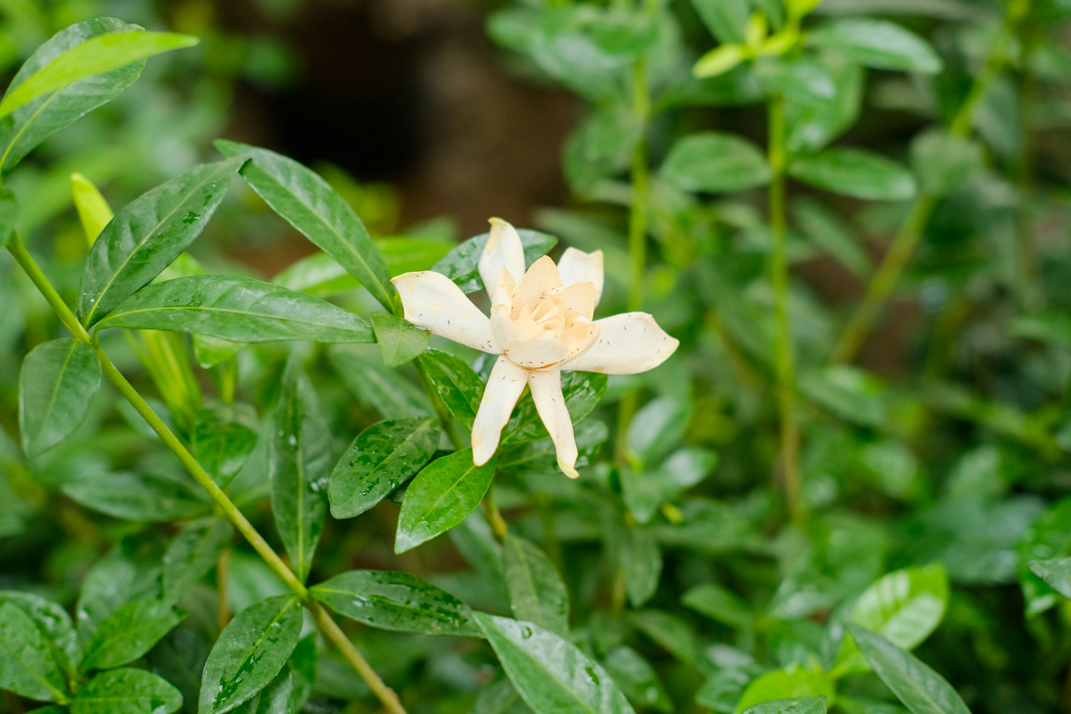 Gardenia