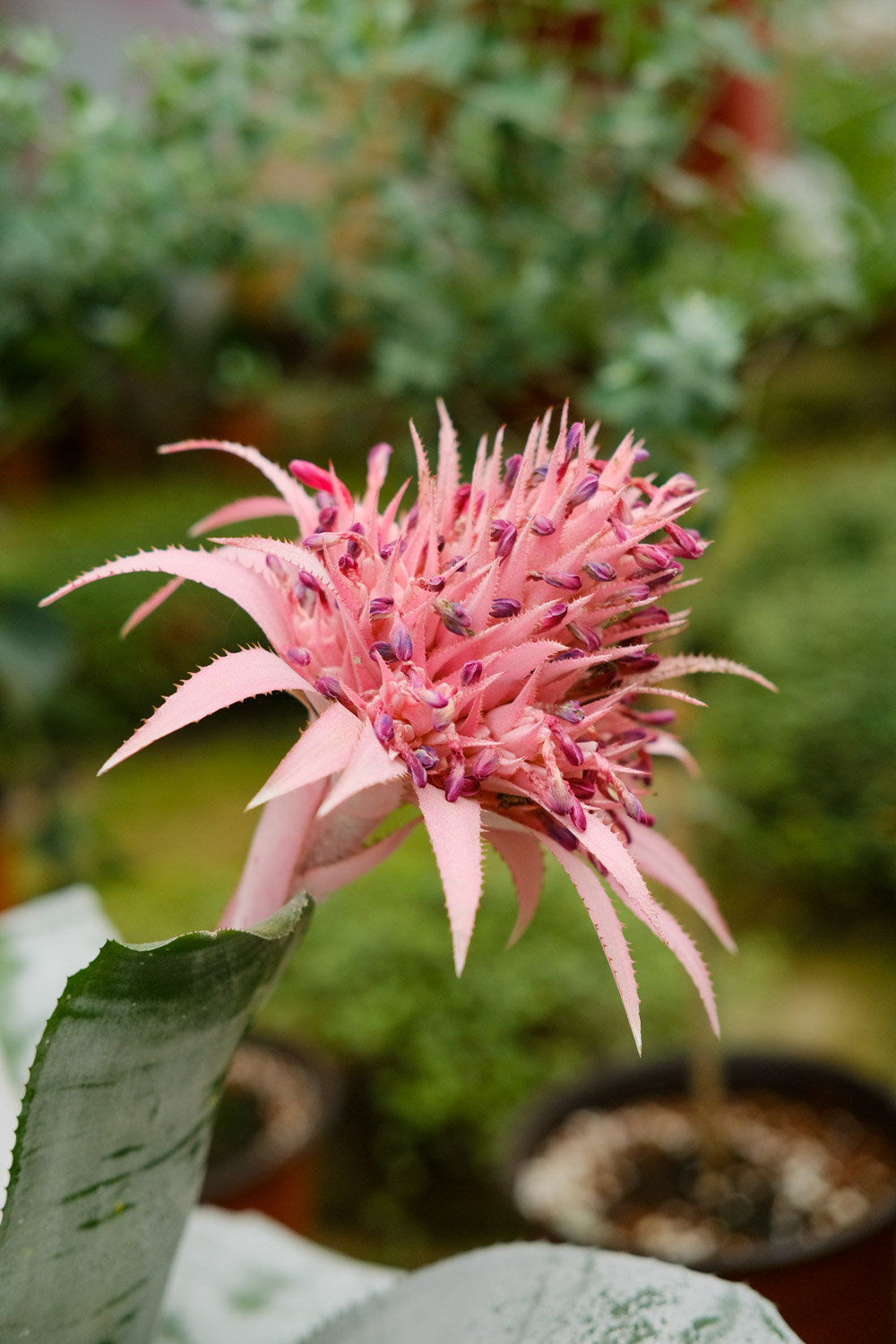 Aechmea fasciata 