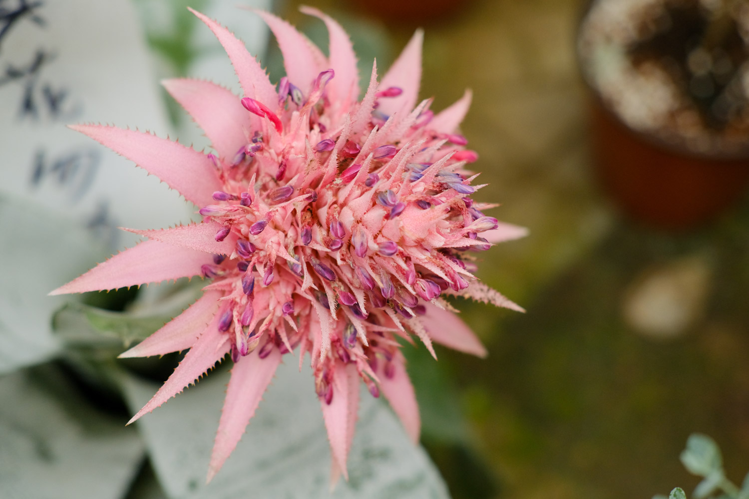 Aechmea fasciata 