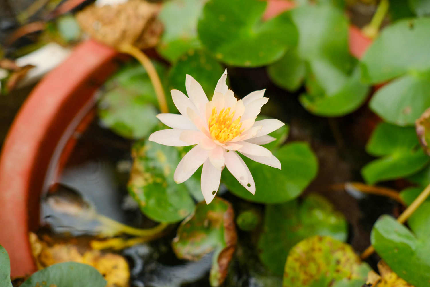 Water lilies