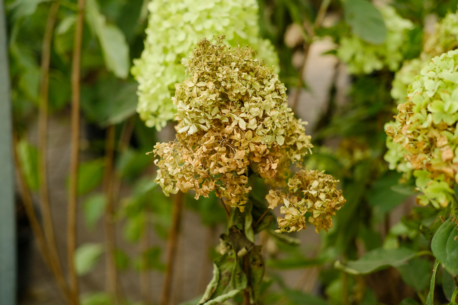 hydrangea