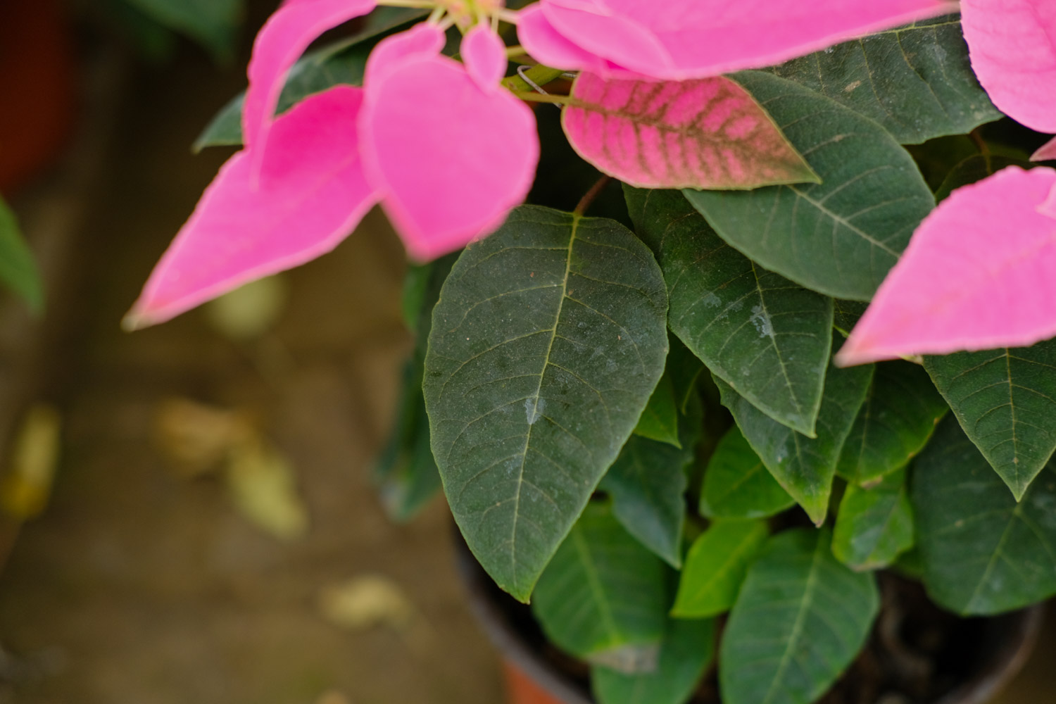 poinsettia