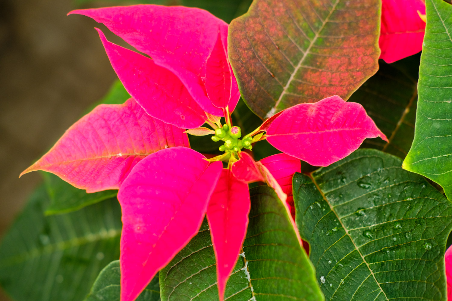 poinsettia