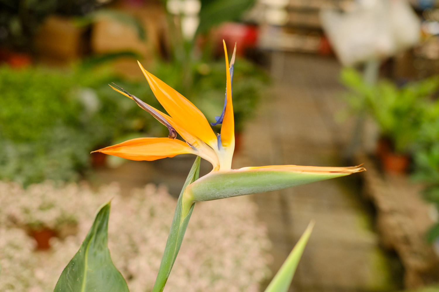 Bird of Paradise