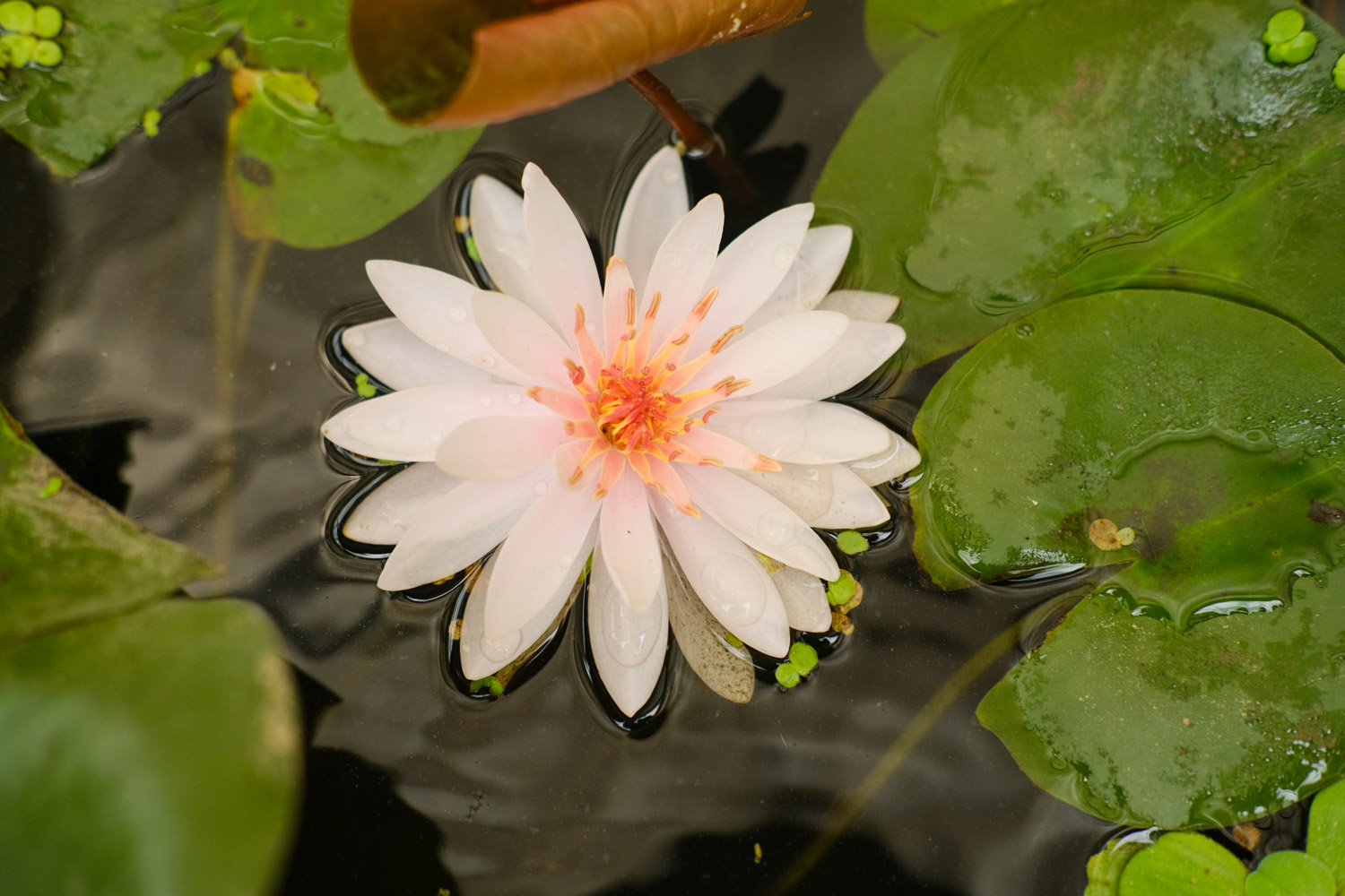 Water lilies