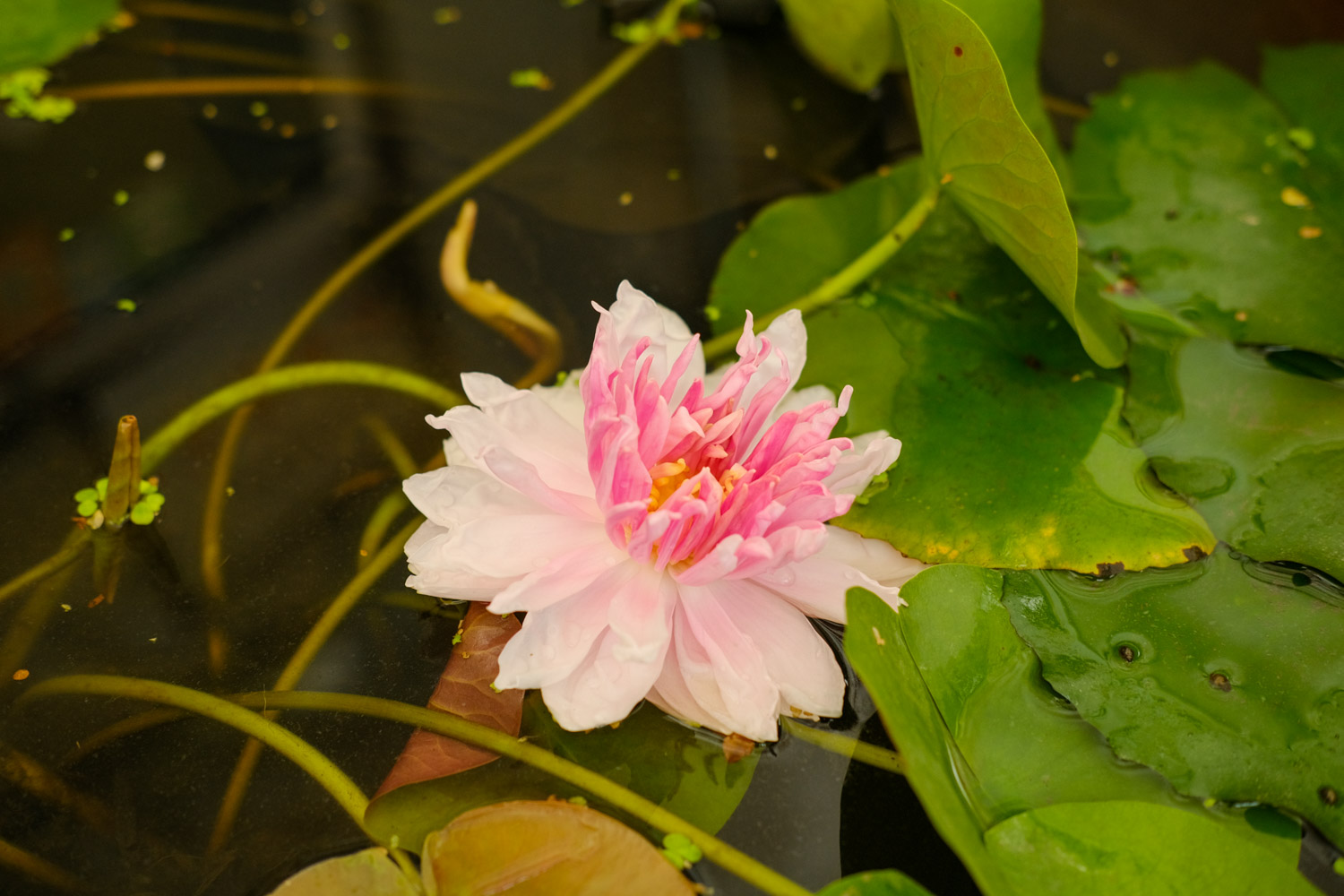 Water lilies