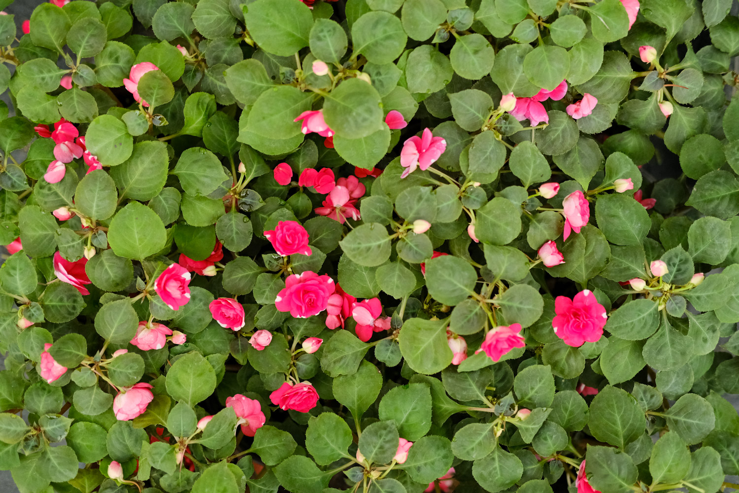 Impatiens