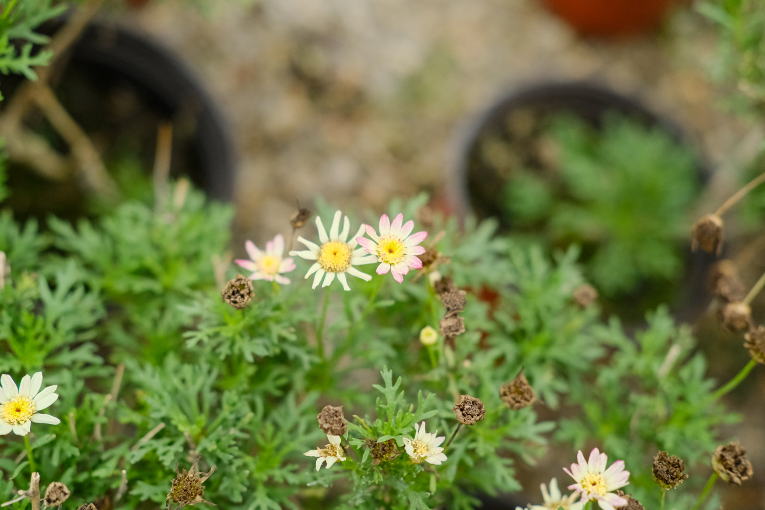 Chrysanthemum